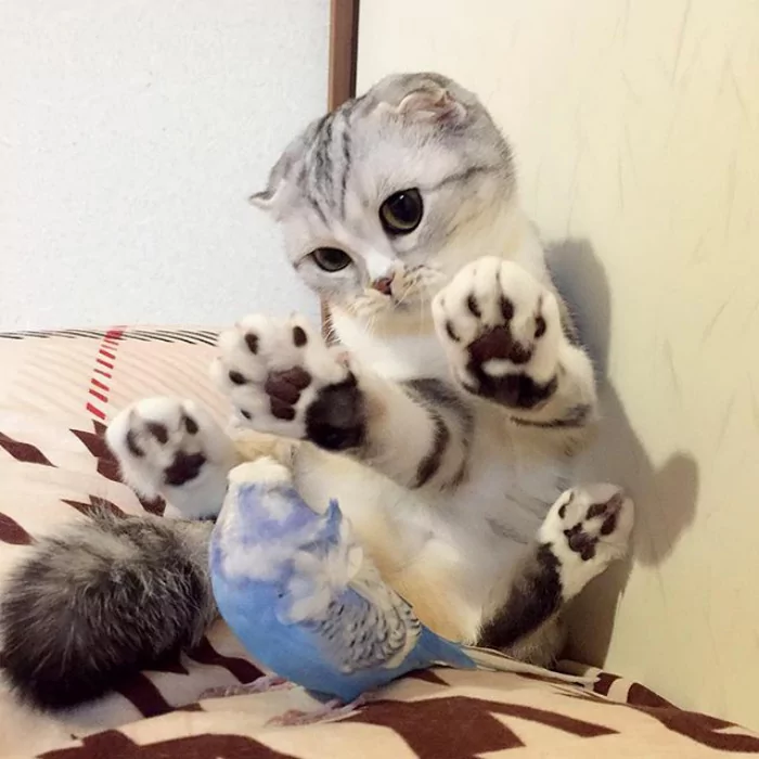 大眼萌猫咪 俘获了多少猫奴的心!