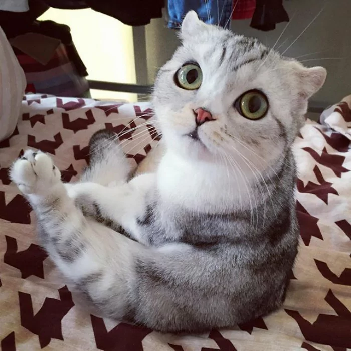 大眼萌猫咪 俘获了多少猫奴的心!