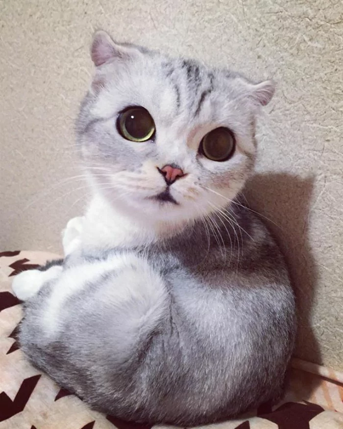 大眼萌猫咪 俘获了多少猫奴的心!
