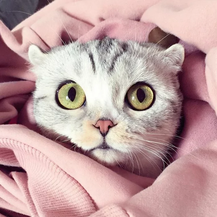 大眼萌猫咪 俘获了多少猫奴的心!