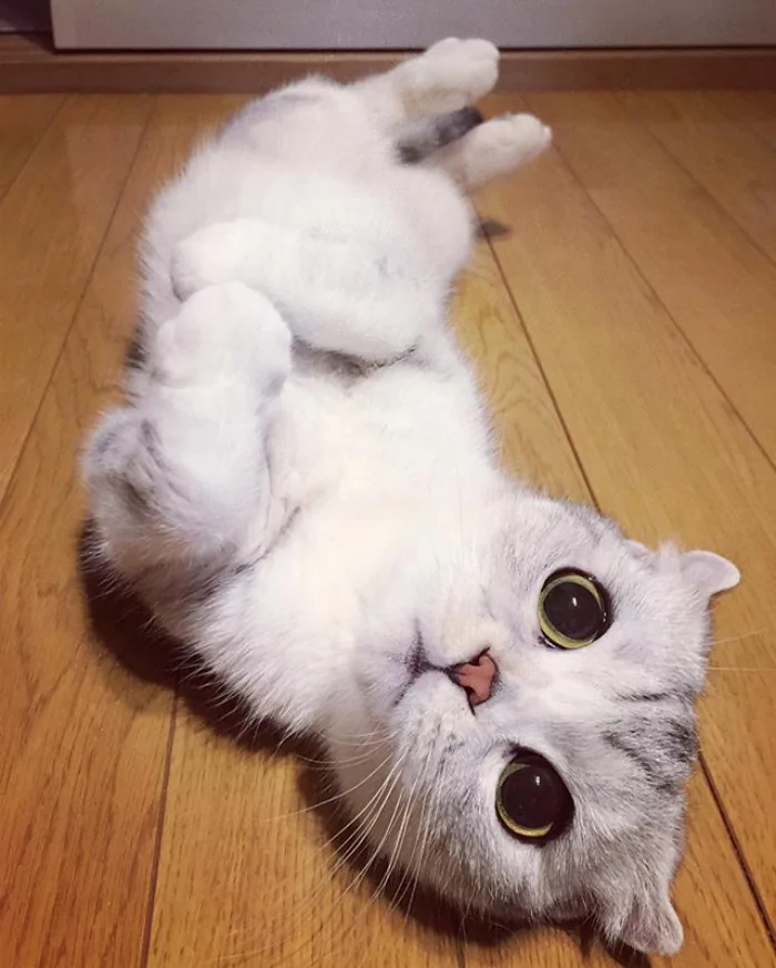 大眼萌猫咪 俘获了多少猫奴的心!