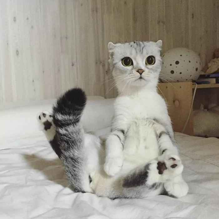 大眼萌猫咪 俘获了多少猫奴的心!
