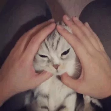 大眼萌猫咪 俘获了多少猫奴的心!