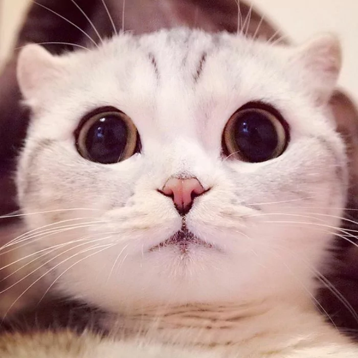 大眼萌猫咪 俘获了多少猫奴的心!