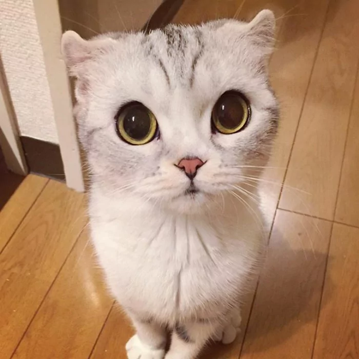 大眼萌猫咪 俘获了多少猫奴的心!