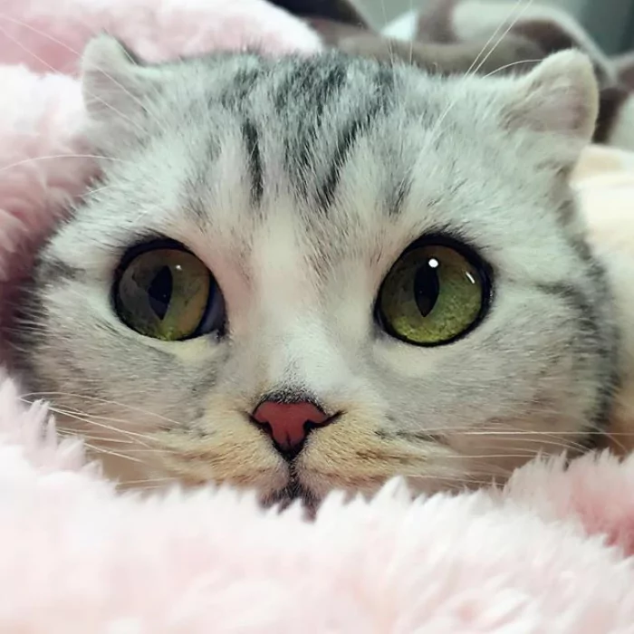 大眼萌猫咪 俘获了多少猫奴的心!