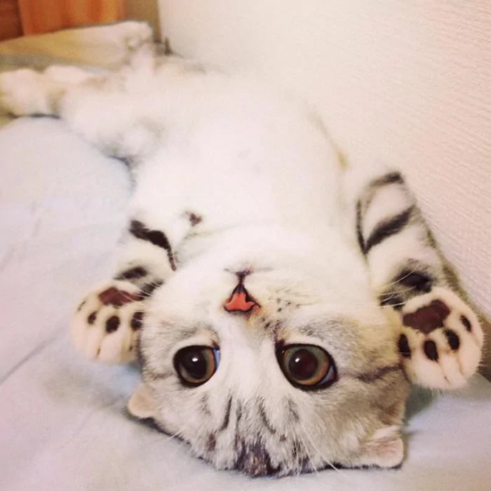 大眼萌猫咪 俘获了多少猫奴的心!