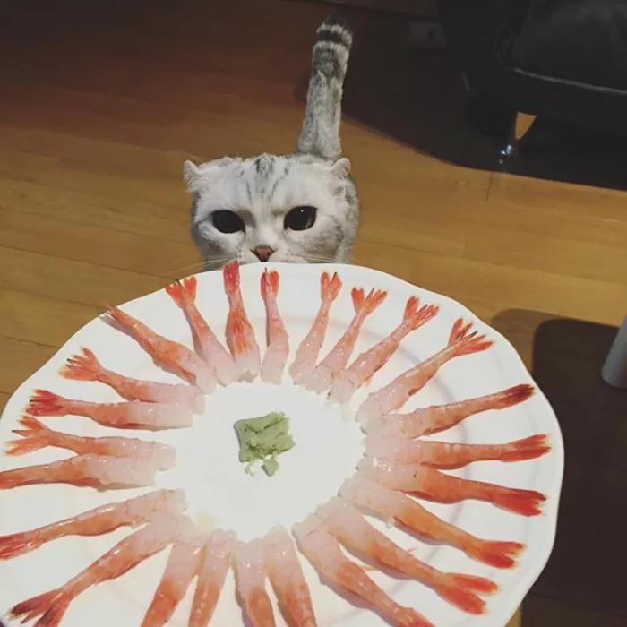 大眼萌猫咪 俘获了多少猫奴的心!