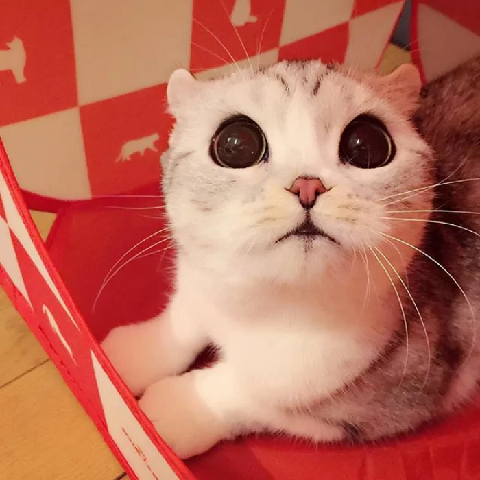 大眼萌猫咪 俘获了多少猫奴的心!
