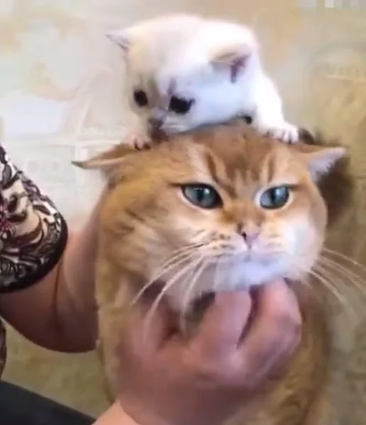 小奶猫趴在猫爸的头上 猫爸一脸的不乐意:这货颜色不对啊!
