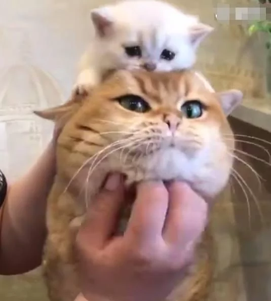 小奶猫趴在猫爸的头上 猫爸一脸的不乐意:这货颜色不对啊!