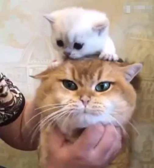 小奶猫趴在猫爸的头上 猫爸一脸的不乐意:这货颜色不对啊!