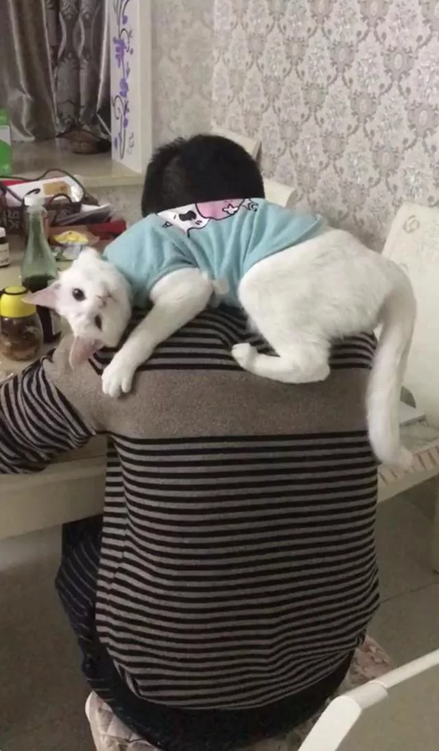 男主人正在吃饭 大白猫爬到背上撒娇 女主人看了竟然吃醋了!