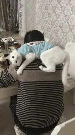 男主人正在吃饭 大白猫爬到背上撒娇 女主人看了竟然吃醋了!