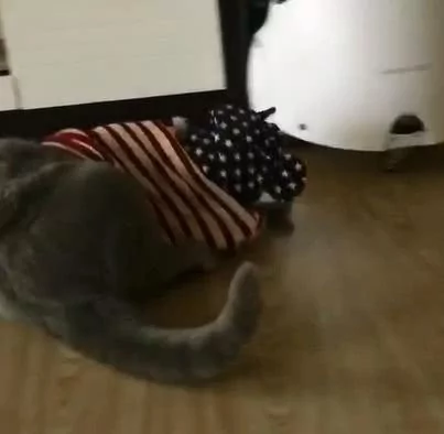 猫咪听主人说要出门 竟然自己穿衣服 最后还给了一个ok的表情!