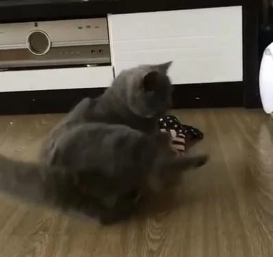 猫咪听主人说要出门 竟然自己穿衣服 最后还给了一个ok的表情!