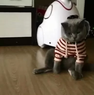 猫咪听主人说要出门 竟然自己穿衣服 最后还给了一个ok的表情!