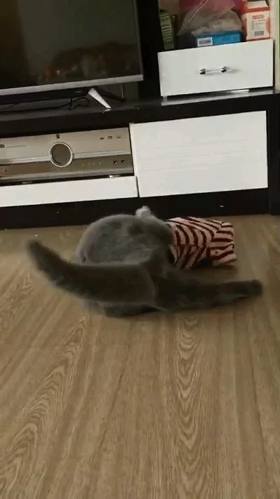 猫咪听主人说要出门 竟然自己穿衣服 最后还给了一个ok的表情!