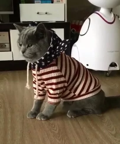 猫咪听主人说要出门 竟然自己穿衣服 最后还给了一个ok的表情!