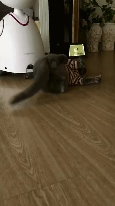 猫咪听主人说要出门 竟然自己穿衣服 最后还给了一个ok的表情!