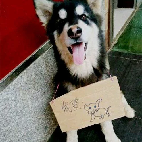 金毛挂牌子讨饭 看到上面的字 女孩直接笑喷了!