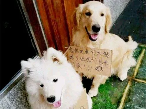 金毛挂牌子讨饭 看到上面的字 女孩直接笑喷了!