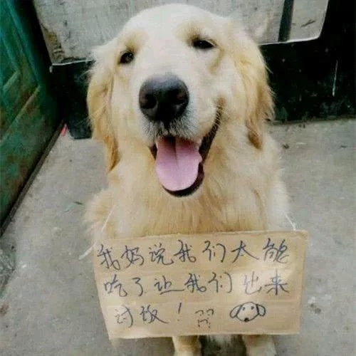 金毛挂牌子讨饭 看到上面的字 女孩直接笑喷了!