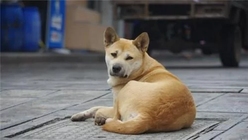 捡回来的小土狗 外公去世后 狗狗用特殊的方式报恩!