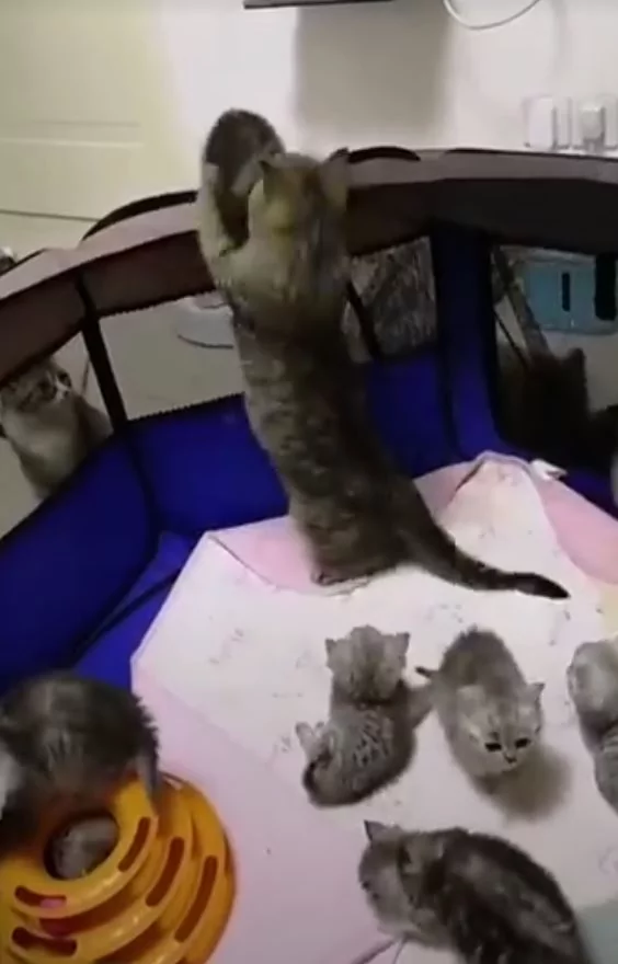 猫咪宝宝爬太高要逃跑 猫妈妈救小孩:你给我下来!