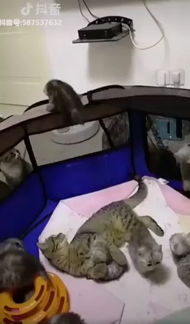猫咪宝宝爬太高要逃跑 猫妈妈救小孩:你给我下来!