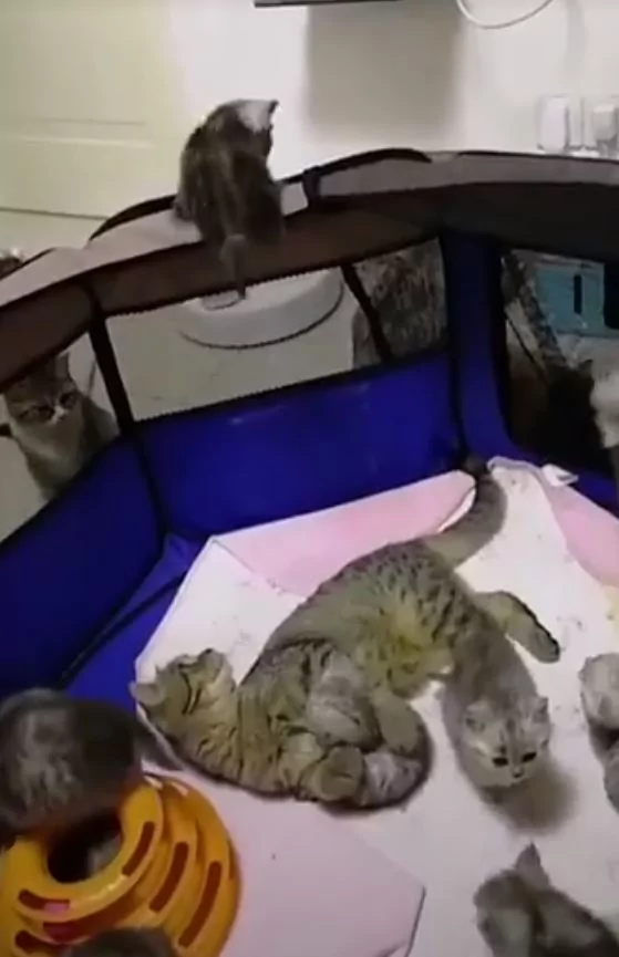 猫咪宝宝爬太高要逃跑 猫妈妈救小孩:你给我下来!