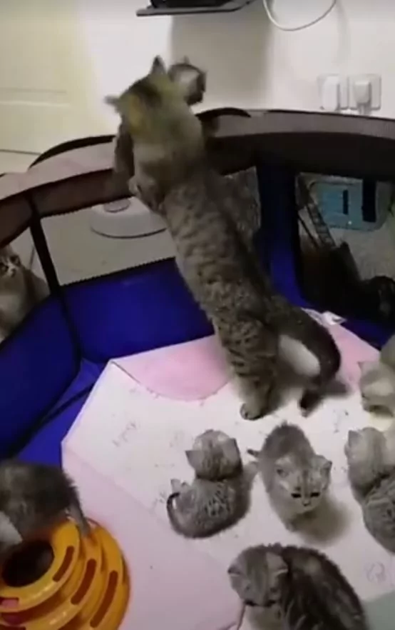 猫咪宝宝爬太高要逃跑 猫妈妈救小孩:你给我下来!
