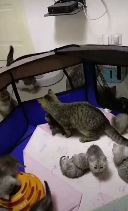猫咪宝宝爬太高要逃跑 猫妈妈救小孩:你给我下来!