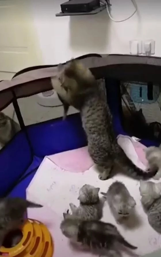 猫咪宝宝爬太高要逃跑 猫妈妈救小孩:你给我下来!