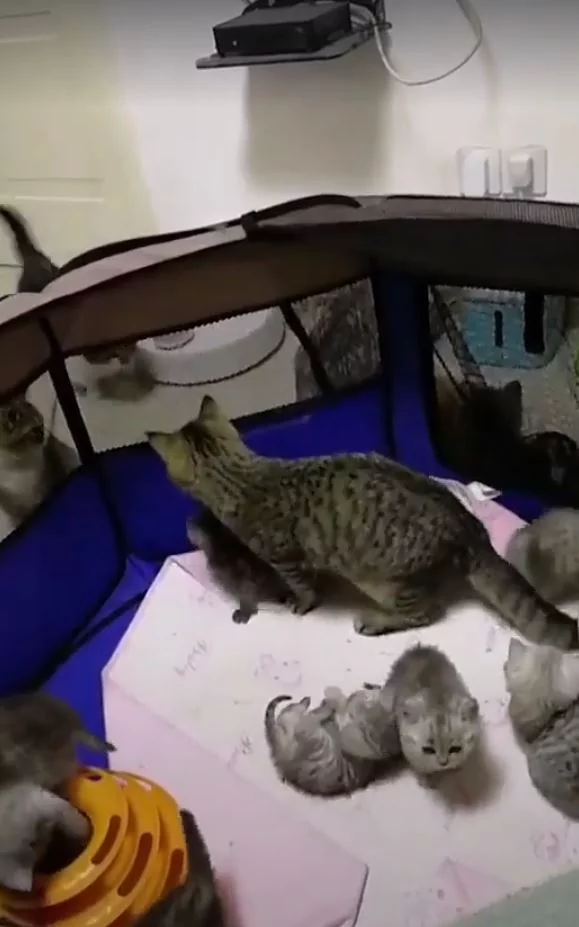 猫咪宝宝爬太高要逃跑 猫妈妈救小孩:你给我下来!