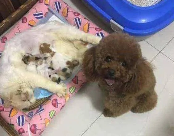 泰迪看上了小奶猫 趁猫妈不注意快速叼了一只!