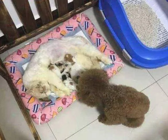 泰迪看上了小奶猫 趁猫妈不注意快速叼了一只!
