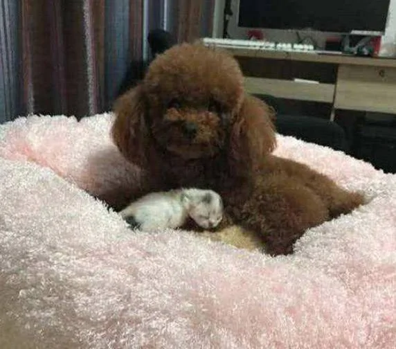 泰迪看上了小奶猫 趁猫妈不注意快速叼了一只!