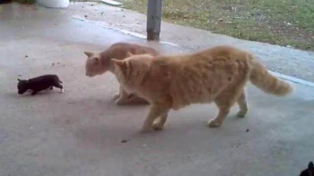小奶狗出门碰到两只大橘猫 狗妈妈霸气救子 姿势超帅 主人看呆了!