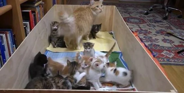 猫妈一次生了太多的小奶猫 每次喂奶都有种被掏空的感觉!
