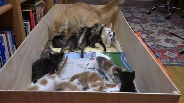猫妈一次生了太多的小奶猫 每次喂奶都有种被掏空的感觉!