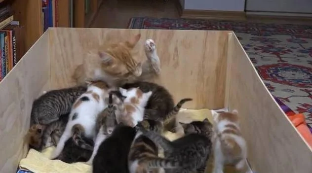 猫妈一次生了太多的小奶猫 每次喂奶都有种被掏空的感觉!