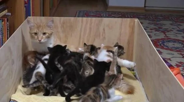 猫妈一次生了太多的小奶猫 每次喂奶都有种被掏空的感觉!