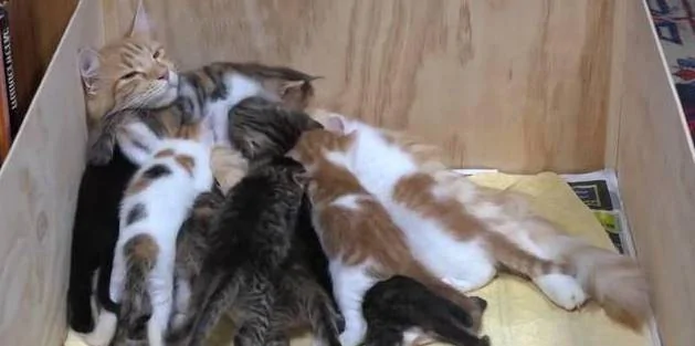 猫妈一次生了太多的小奶猫 每次喂奶都有种被掏空的感觉!