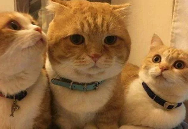 主人家养了三只猫咪 晒图后 网友都说主人偏心!