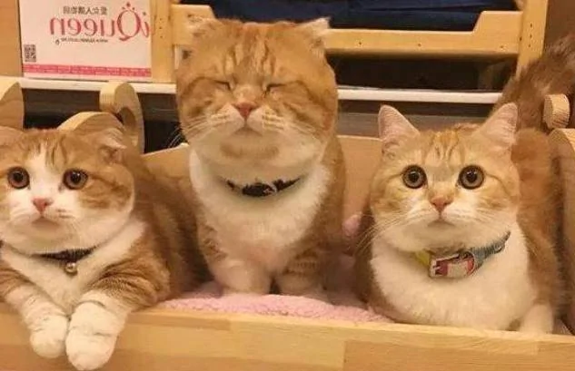 主人家养了三只猫咪 晒图后 网友都说主人偏心!