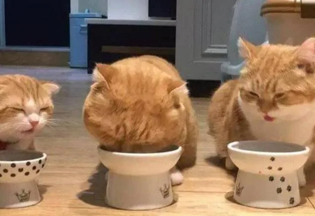 主人家养了三只猫咪 晒图后 网友都说主人偏心!