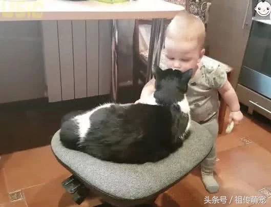 小宝宝每天坚持“亲猫咪好几次” 一周后换它主动:快亲朕!