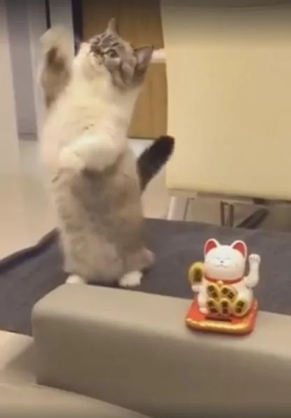 猫咪看到招财猫吃醋 我也可以招财啊