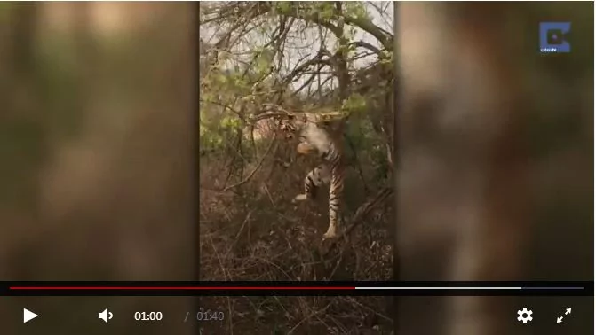老虎爬树抓猴妈猴崽 被母猴使妙计惨遭“自由落体”!